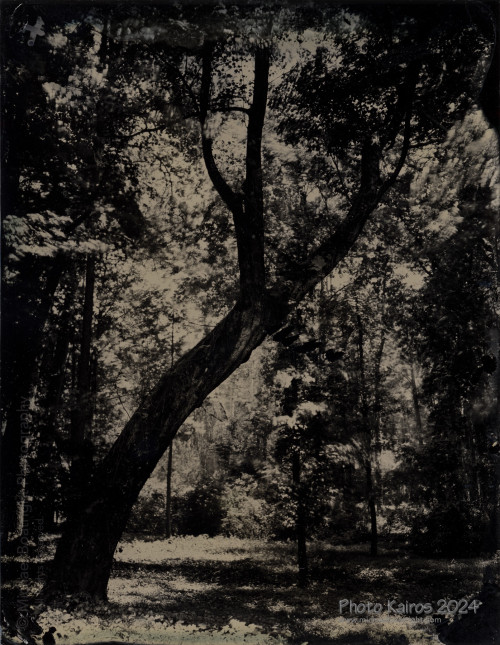 Wet Collodion Process