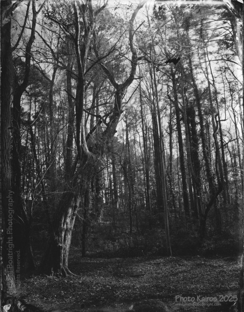 Landscapes and Architecture