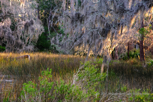 Sapelo Island