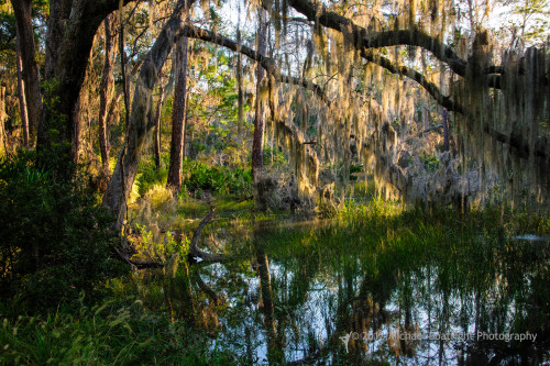 Sapelo 2012