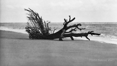 Sapelo 2021