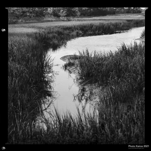 Sapelo 2021