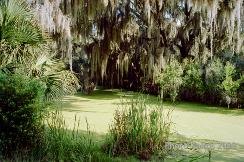 Sapelo 2022