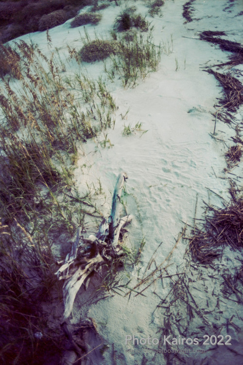 Sapelo 2022