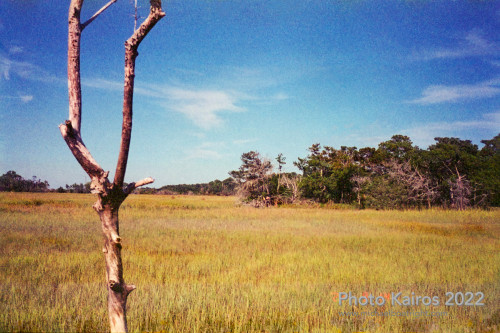 Sapelo 2022