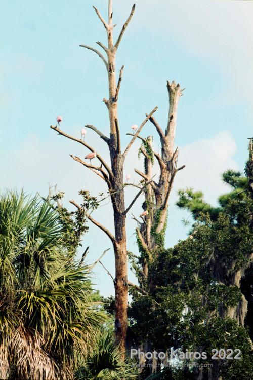 Fauna and Flora