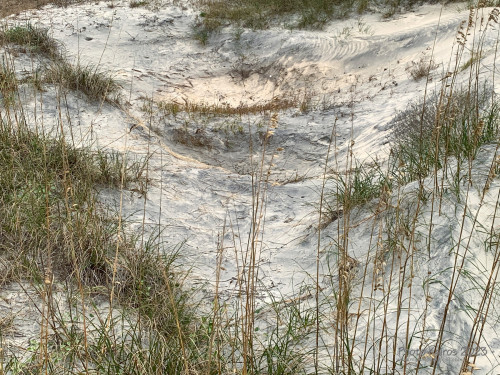 Sapelo Island