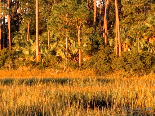Sapelo 2023
