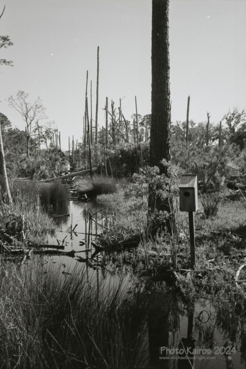 Sapelo 2024