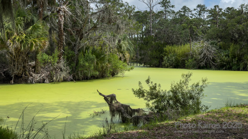 Sapelo Island